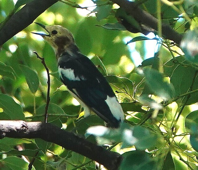 都区内鳥撮り 季節の鳥: 東京鳥散歩